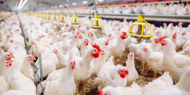 Βιετνάμ: Σφαγή 100.000 πουλερικών εξαιτίας της γρίπης των πτηνών