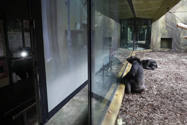 “ChimpanZoom”: Χιμπατζήδες από δύο ζωολογικούς κήπους “συνδέθηκαν” με τη βοήθεια της τεχνολογίας
