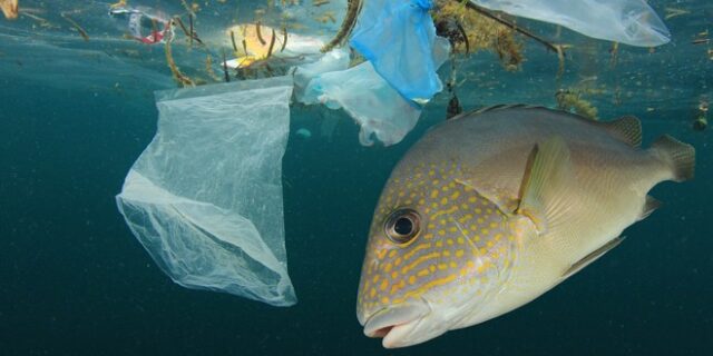 Σοκαριστικό: Μέχρι το 2050 η μάζα πλαστικών στις θάλασσες θα ξεπερνά τη μάζα των ψαριών