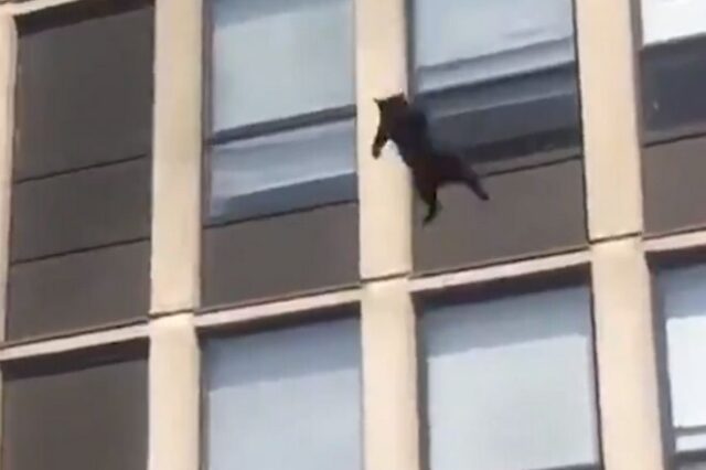Γάτα έπεσε από τον 5ο όροφο φλεγόμενου κτιρίου και δεν έπαθε τίποτα