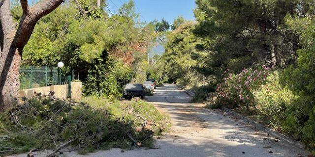 Κίνδυνος φωτιάς: Κλαδιά, κουκουνάρια και σκουπίδια – Τι είδαμε στα βόρεια προάστια