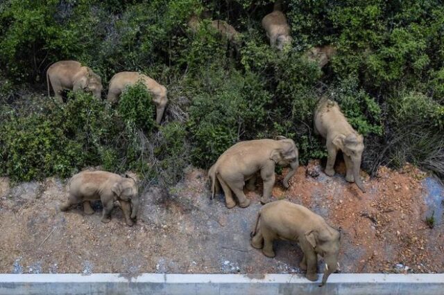 Κίνα: Η εκδρομή των ελεφάντων