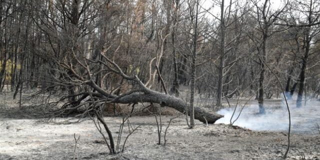 ΣΥΡΙΖΑ: Τρία άμεσα ερωτήματα για τις πυρκαγιές