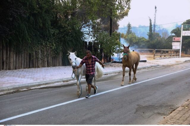 Φωτιά στην Βαρυμπόμπη: Άλογα βγήκαν στην πλατεία για να σωθούν