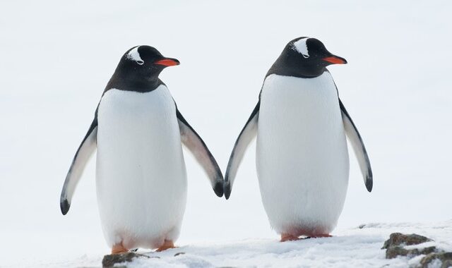 Γκέι πιγκουίνοι σε ενυδρείο της Μελβούρνης είναι έτοιμοι να γίνουν γονείς
