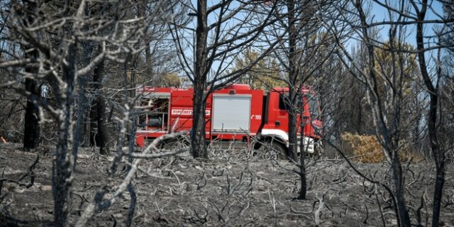 Μεγάλη φωτιά σε στάβλο στην Ελασσόνα – Κάηκαν ζώα και εγκαταστάσεις