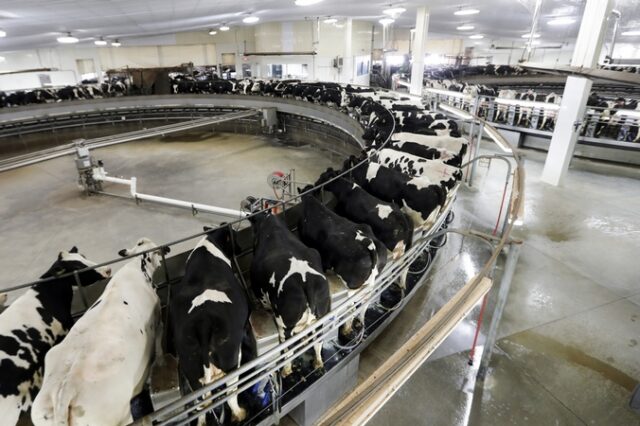 Βίντεο-σοκ από φάρμα στις ΗΠΑ: Χιλιάδες αγελάδες σε μικρά κλουβιά