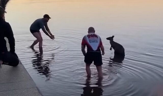 Αυστραλία: Η στιγμή της διάσωσης ενός καγκουρό από λίμνη – Βίντεο
