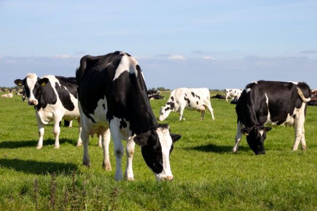 Νέα Ζηλανδία: Αγελάδες εκπαιδεύτηκαν να… πηγαίνουν τουαλέτα για να αντιμετωπιστεί το φαινόμενο του θερμοκηπίου