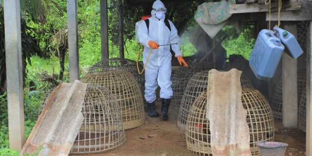 Nέο ξέσπασμα γρίπης των πτηνών, του τύπου που είχε πλήξει τον πλανήτη το 2017