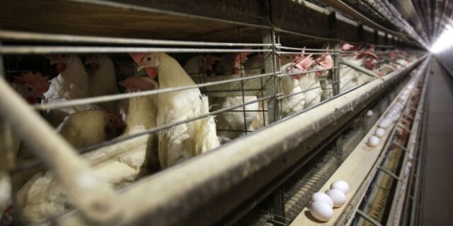 Τσεχία: Προς θανάτωση 80.000 κοτόπουλα λόγω της γρίπης των πτηνών