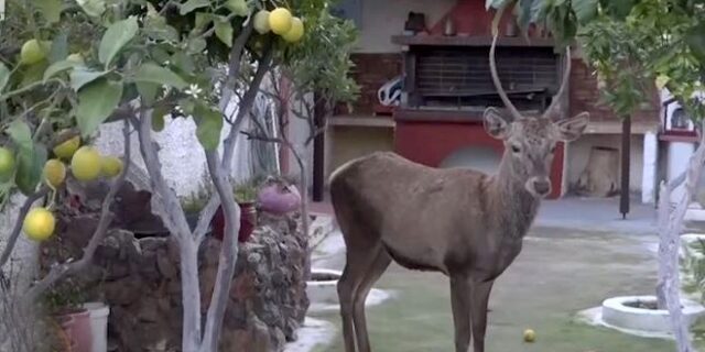 Μενίδι: Ελάφι εγκλωβίστηκε σε αυλή σπιτιού