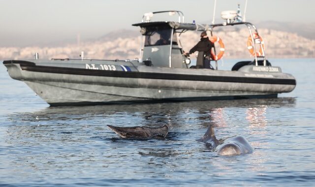 Σαλαμίνα: Απομακρύνθηκε από μόνη της προς την ανοιχτή θάλασσα η φάλαινα