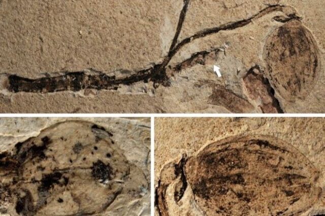 Κίνα: Ανακαλύφθηκε το αρχαιότερο απολιθωμένο μπουμπούκι λουλουδιού