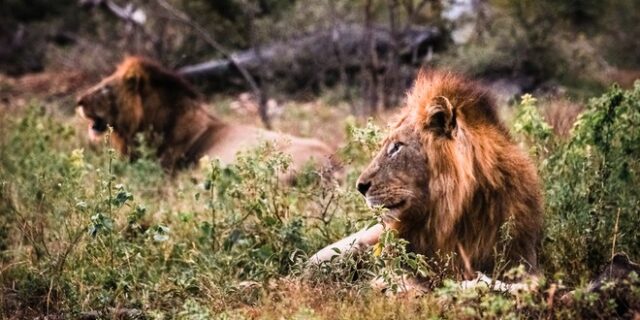 Νότια Αφρική: Πούμα και λιοντάρια κόλλησαν κορονοϊό από το προσωπικό ζωολογικού κήπου