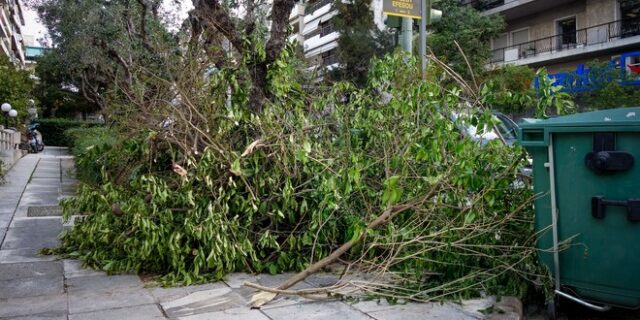 Δήμος Γλυφάδας: Δίνει δωρεάν ξύλα στους κατοίκους από τα σπασμένα δέντρα της κακοκαιρίας