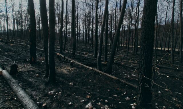 “Μετά τη φωτιά” στη Βαρυμπόμπη: Το μεγαλύτερο έργο αποκατάστασης πυρόπληκτων περιοχών στην Αττική
