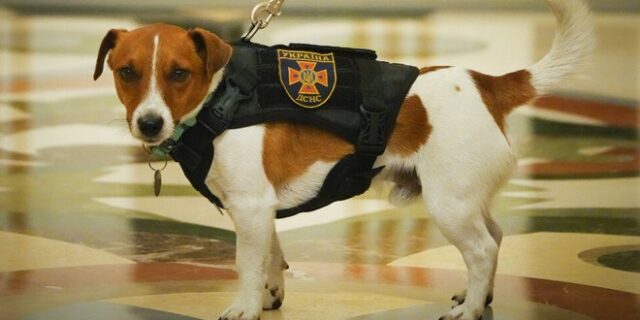 Ουκρανία: Μετάλλιο τιμής σε σκύλο που “μυρίζει” ναρκοπέδια – Εντόπισε πάνω από 200 εκρηκτικά