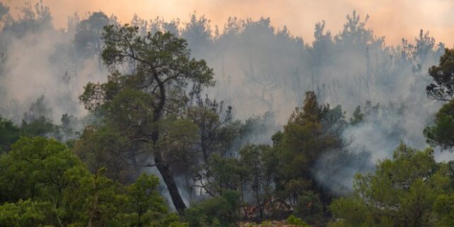 Φωτιά στο Δάσος Δαδιάς: Ακόμα μία νύχτα αγωνίας – Μάχη στο νοτιοδυτικό μέτωπο