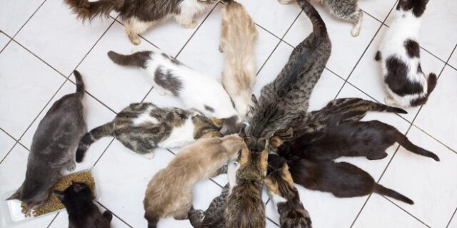 Κτηνωδία στο Βέλγιο: Σε καταψύκτες σπιτιού βρέθηκαν 75 γάτες και 3 σκύλοι