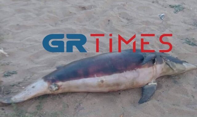Χαλκιδική: Νεκρό δελφίνι βρέθηκε να επιπλέει στη θάλασσα