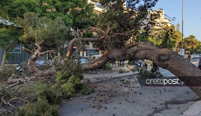 Θάνατος 51χρονου στην Κρήτη: Αυτοψία είχε δείξει την επικίνδυνη κλίση του πεύκου