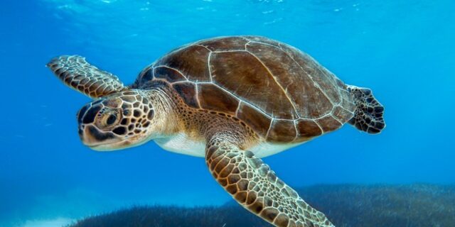 Οι χελώνες δεν αναπνέουν από το στόμα, αλλά από την κλοάκη