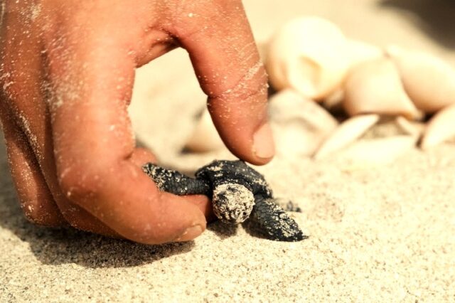 My Name is Blue: Το ντοκιμαντέρ “σταθμός” για τις θαλάσσιες χελώνες στη Μεσόγειο