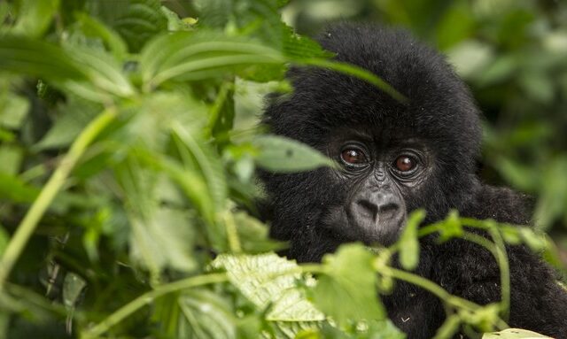 WWF: Μείωση 69% των πληθυσμών άγριας ζωής σε όλο τον πλανήτη μέσα σε λιγότερο από 50 χρόνια