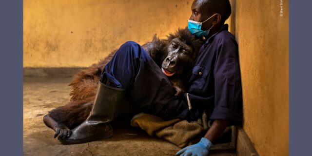 Wildlife Photographer of the Year: Εντυπωσιακές εικόνες από τα βραβεία του 2022