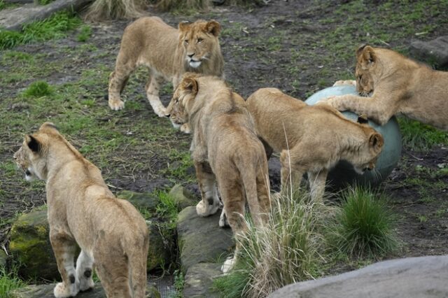 Αυστραλία: Πέντε λιοντάρια ξέφυγαν από τον περίβολό τους σε ζωολογικό κήπο