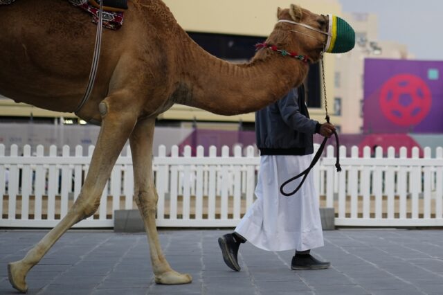 Ιός της Καμήλας: Μεταδίδεται δύσκολα, σκοτώνει έναν στους τρεις που θα κολλήσουν