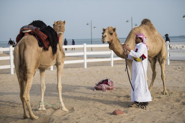 Ιός της Καμήλας: Καμία ανησυχία λένε οι ειδικοί