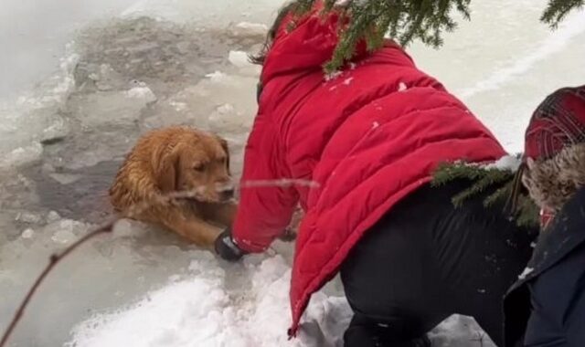 Καναδάς: Οικογένεια απεγκλώβισε σκύλο από παγωμένη λίμνη και έγινε viral