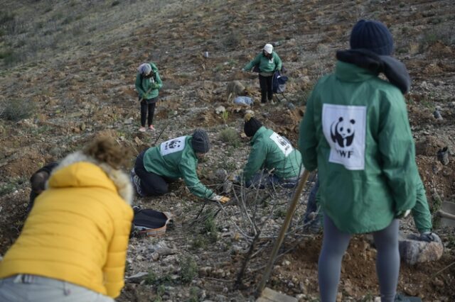 Το WWF Hellas “μιμείται” τη φύση και δίνει ξανά ζωή στον Εθνικό Δρυμό Σουνίου