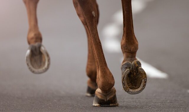 Τρίκαλα: Σφοδρή σύγκρουση αυτοκινήτου με άλογο – Νεκρό το ζώο