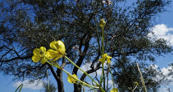 Καιρός Αθήνα: Έως και 33 βαθμούς η θερμοκρασία