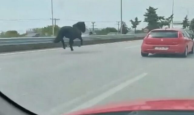 Αναστάτωση στη Χαλκιδική: Άλογα έτρεχαν στην Εθνική Οδό δίπλα στα αυτοκίνητα