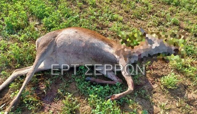 Σέρρες: Άγνωστοι σκότωσαν τουλάχιστον τρία ελάφια σε φάρμα στο Ακριτοχώρι