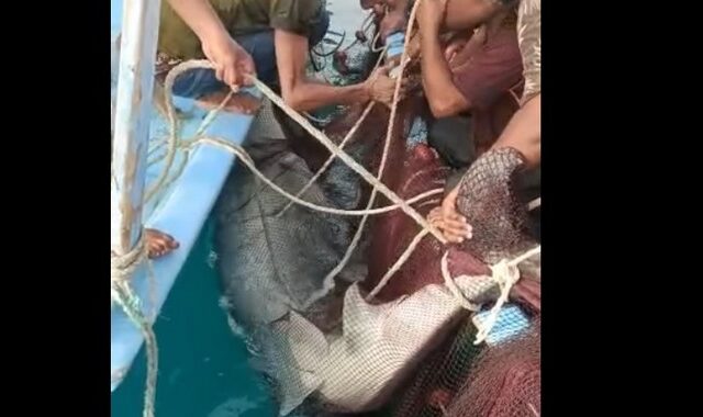 Αίγυπτος: Τα λείψανα του 23χρονου βρέθηκαν στο στομάχι του καρχαρία – Σκληρές εικόνες