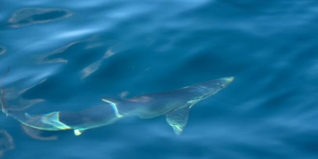 “Πάγωσε” παρέα στη Σέριφο: Η στιγμή που καρχαρίας τριών μέτρων περνά δίπλα από σκάφος