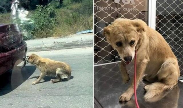 Ζάκυνθος: Ελεύθερος χωρίς περιοριστικούς όρους ο 75χρονος που έσερνε τον σκύλο με το ΙΧ