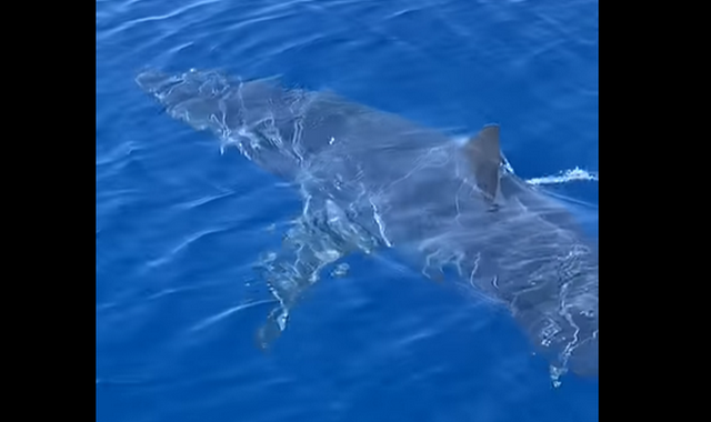 Ζάκυνθος: Καρχαρίας κολυμπά μπροστά σε σκάφος, 2 μίλια από το λιμάνι