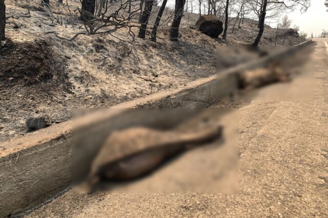 Φωτιά στη Ρόδο: Εικόνες που σοκάρουν με νεκρά ελάφια στους δρόμους