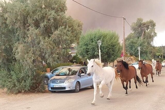 Φωτιά στη Ρόδο: Συγκλονιστικές εικόνες – Άλογα τρέχουν να σωθούν από την πύρινη λαίλαπα