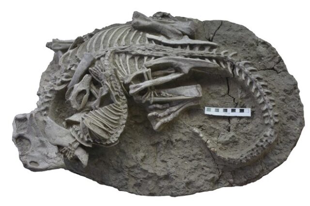 Στο φως η πρώτη επίθεση θηλαστικού σε δεινόσαυρο που έχει καταγραφεί στην ιστορία