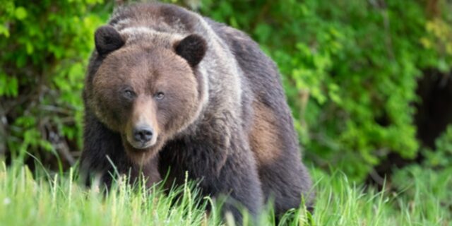 Καστοριά: Νεκρή αρκούδα έπειτα από σύγκρουση με ΙΧ