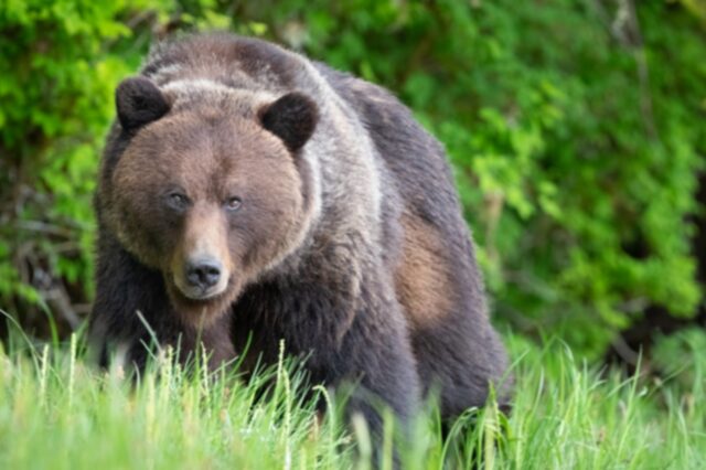 Ιταλία: Τουρίστας δέχθηκε επίθεση από αρκούδα