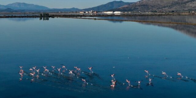 Μεσολόγγι: Νεκρά φλαμίνγκο στο δρόμο της Τουρλίδας