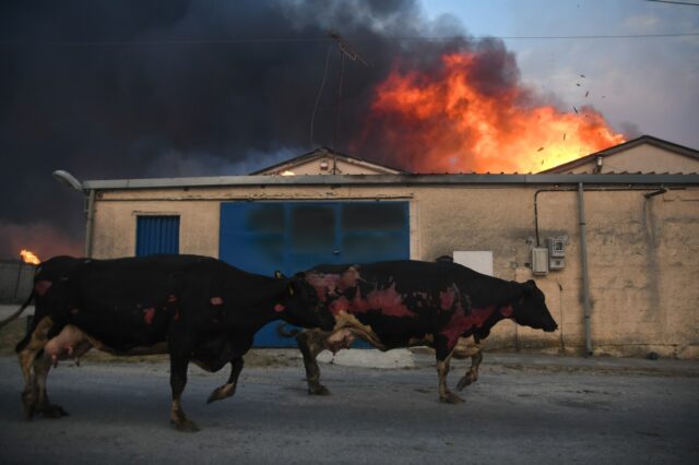Φωτιές: Ανεξέλεγκτο το μέτωπο στην Μαγνησία, εκκενώθηκαν οικισμοί – Αναζωπυρώσεις σε Ρόδο και Κάρυστο